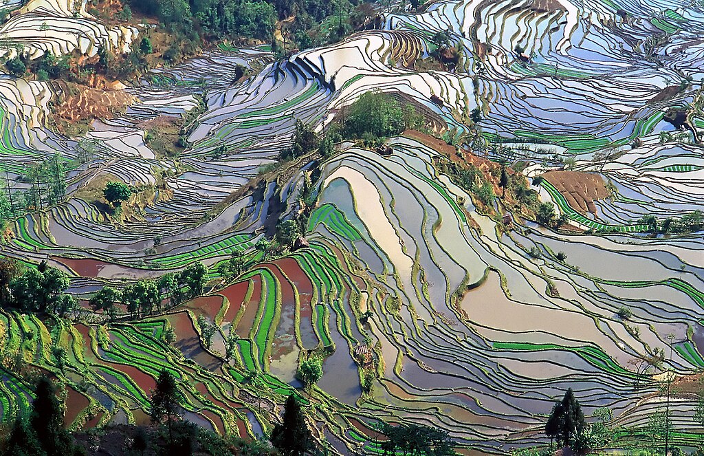 Nguyên Dương (Yuanyang Terraces)