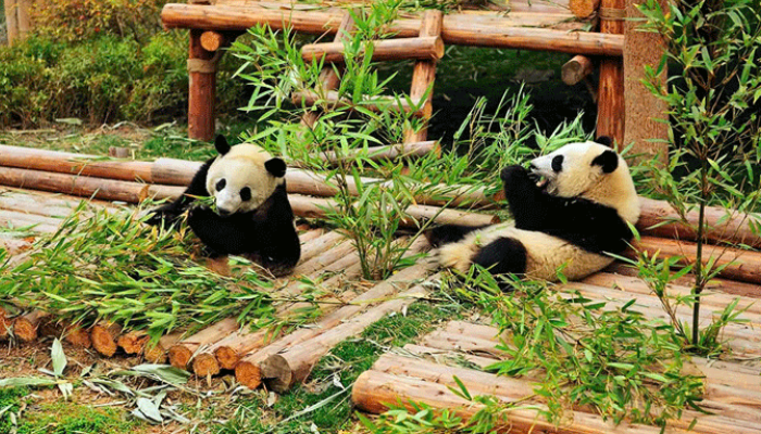 Vườn Gấu Trúc Trùng Khánh 