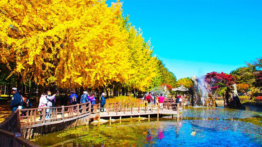 DU LỊCH HÀN QUỐC ĐẢO NAMI